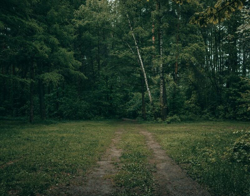 Forest Nature - A tranquil unpaved pathway leads through a dense #12335112