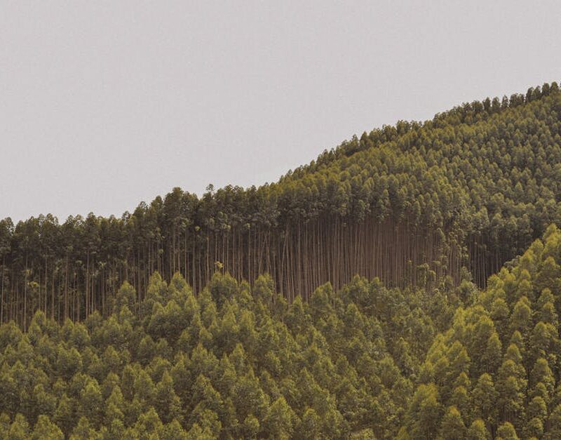 Forest Nature - A stunning view of dense forest canopies under a #13981884