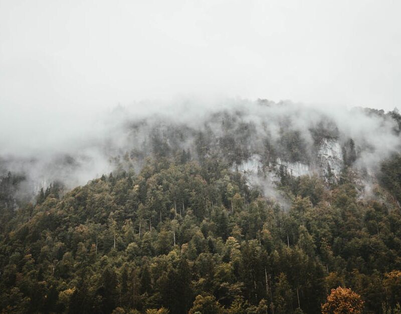 Forest Nature - Serene fog envelops a lush forest hillside in Ba #1442480