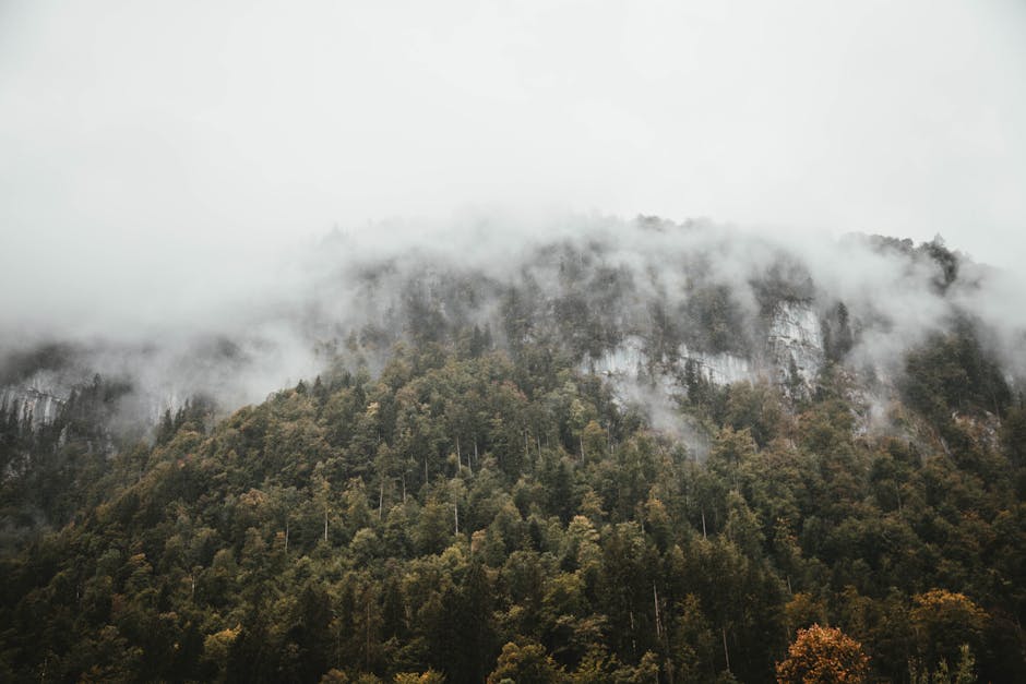 Forest Nature - Serene fog envelops a lush forest hillside in Ba #1442480