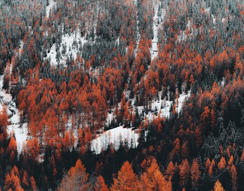 Forest Nature - Aerial view of a forest with vibrant orange foli #14730102