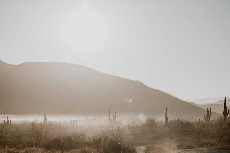 Desert Wilderness - A tranquil desert scene with cacti under a brigh #16300644