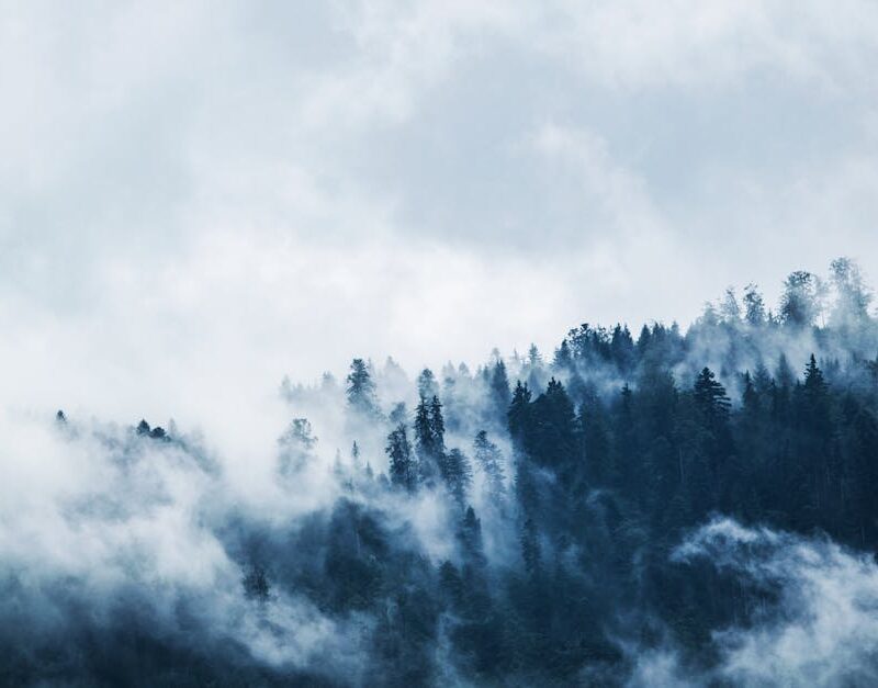 Forest Nature - A serene view of a mist-covered forest on a moun #167699