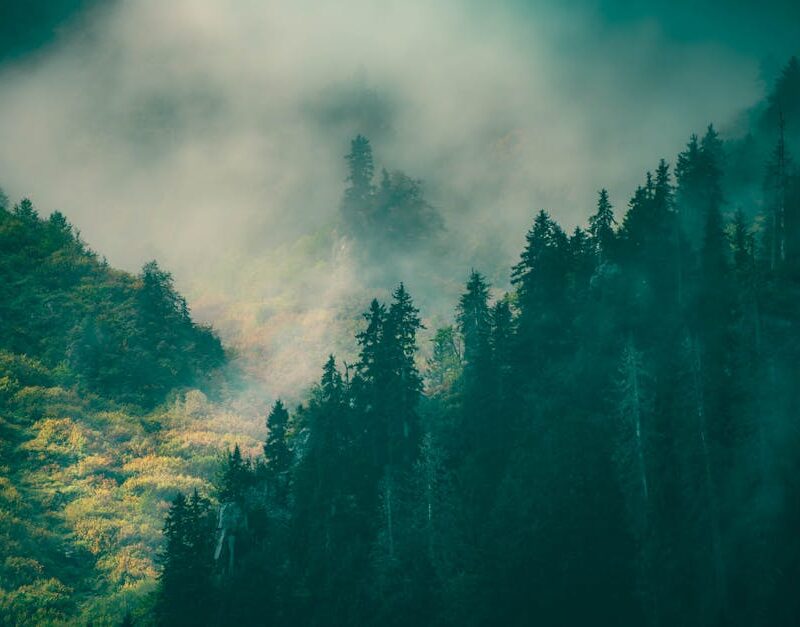 Forest Nature - A tranquil forest scene with mist enveloping eve #17104398