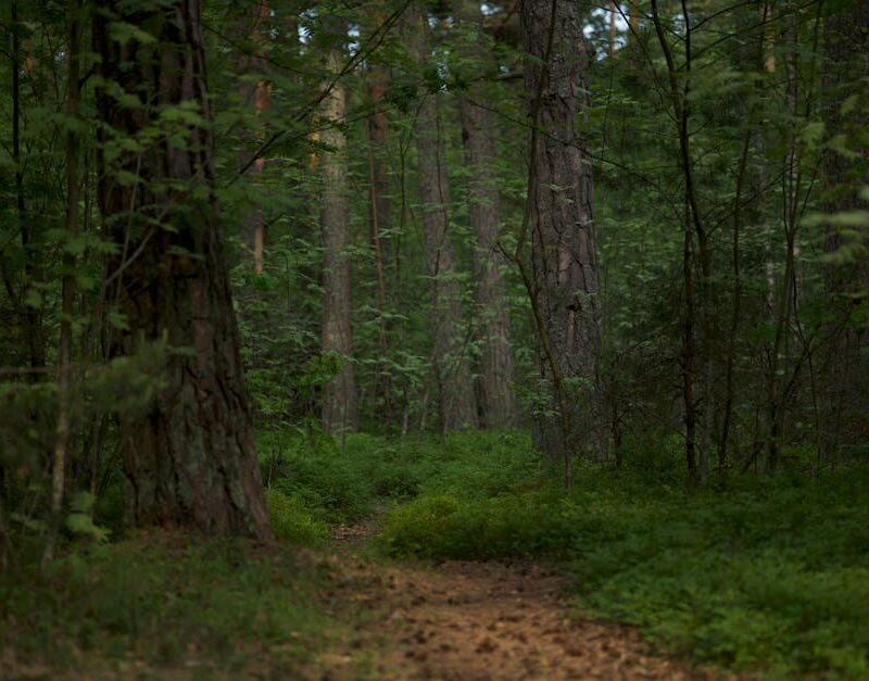 Forest Nature - Explore the serene footpath through a vibrant gr #17472741