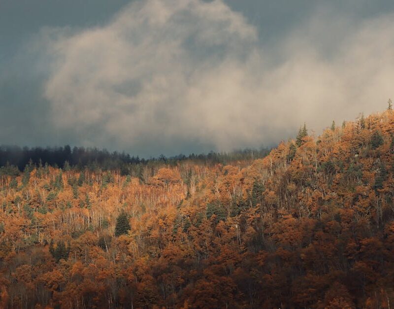 Forest Nature - Beautiful autumn forest scenery in Jönköping, Sw #19067377