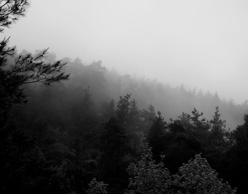 Forest Nature - Black and white photo of a foggy coniferous fore #22924802
