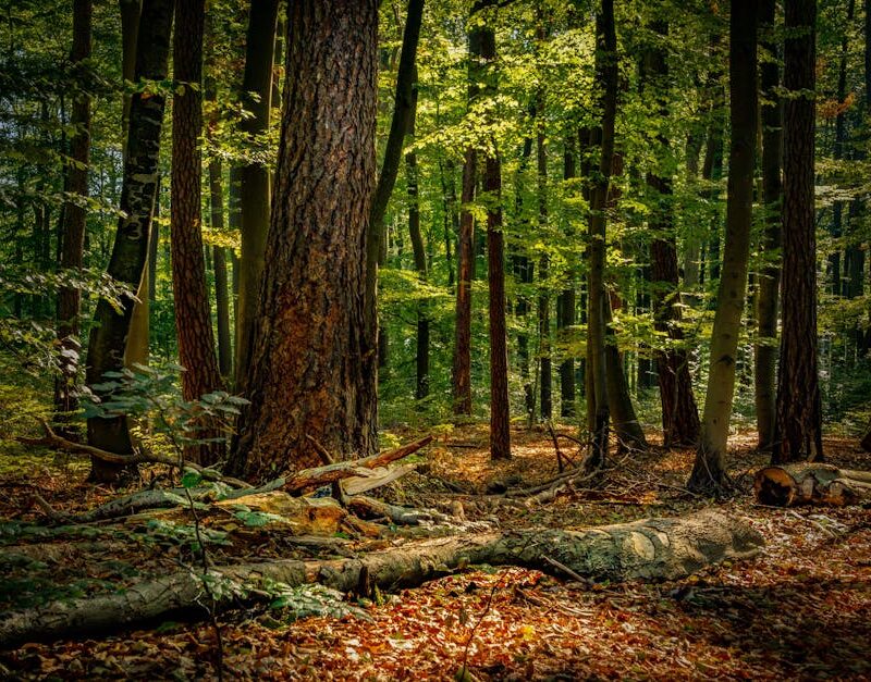 Forest Nature - Tranquil forest with sunlight filtering through  #28523280