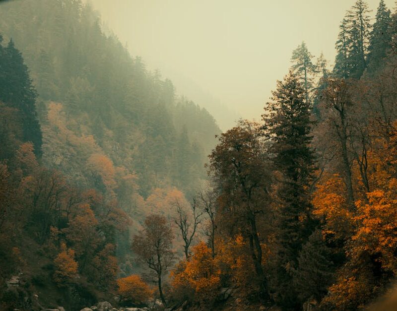 Forest Nature - Breathtaking view of an autumn forest with misty #29292797