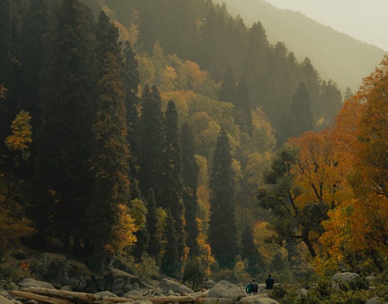 Forest Nature - Breathtaking aerial view of a tranquil autumn fo #29292799