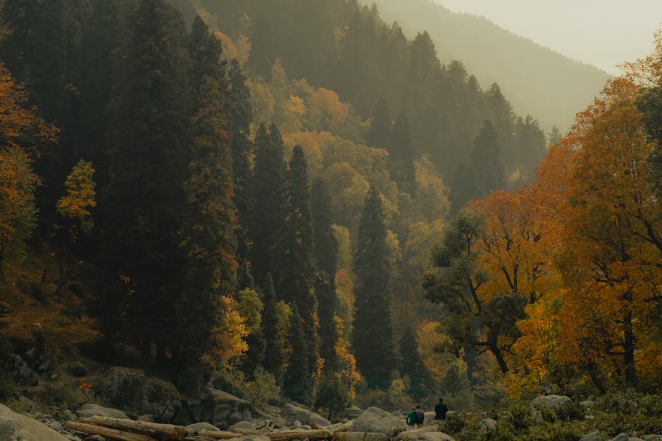 Forest Nature - Breathtaking aerial view of a tranquil autumn fo #29292799