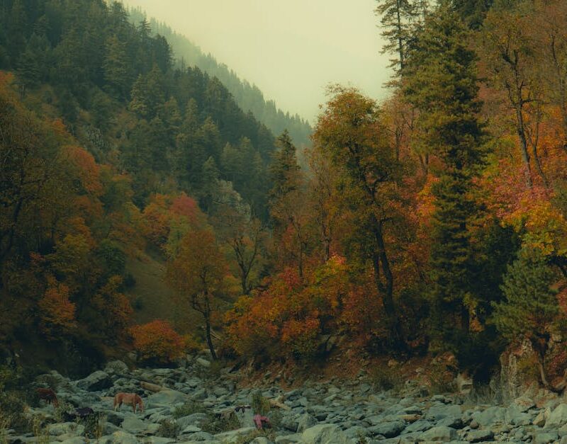 Forest Nature - A beautiful aerial view of an autumn forest with #29292800