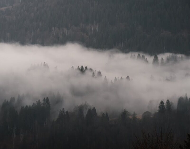 Forest Nature - Serene misty forest landscape with fog covering  #30882618