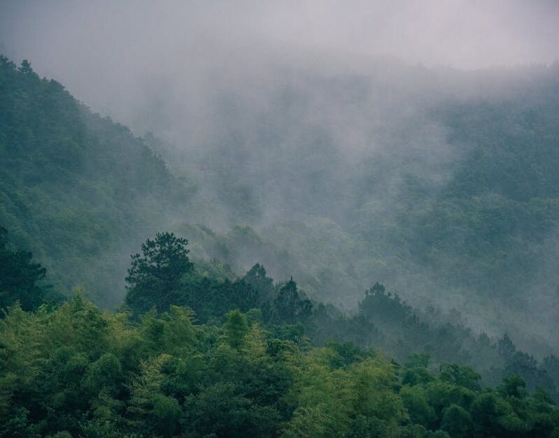 Forest Nature - A serene mountain landscape covered in lush gree #31196710