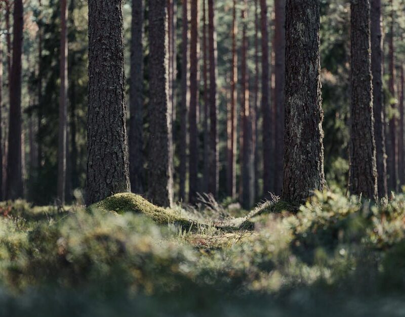 Forest Nature - A serene scene of tall pine trees in a forest wi #31628982