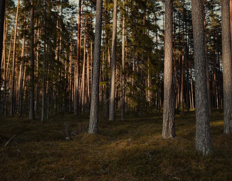 Forest Nature - A peaceful view of a dense evergreen forest with #32178460