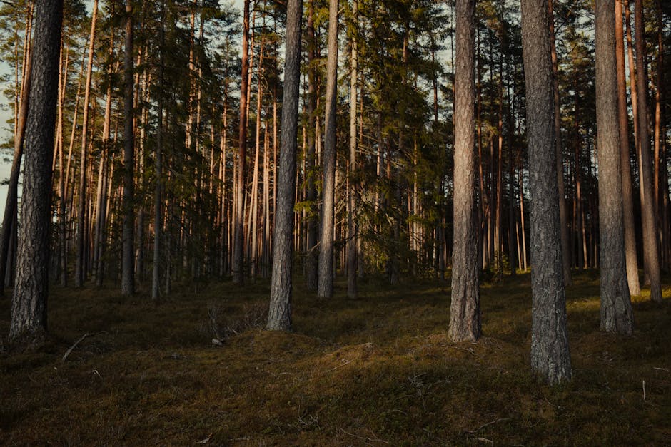 Forest Nature - A peaceful view of a dense evergreen forest with #32178460