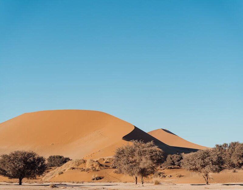 Desert Wilderness - Stunning view of sand dunes and trees in Namibia #32459097