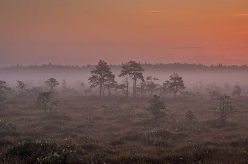 Forest Nature - A serene misty sunrise over Mukri Bog in Rapla C #33180708