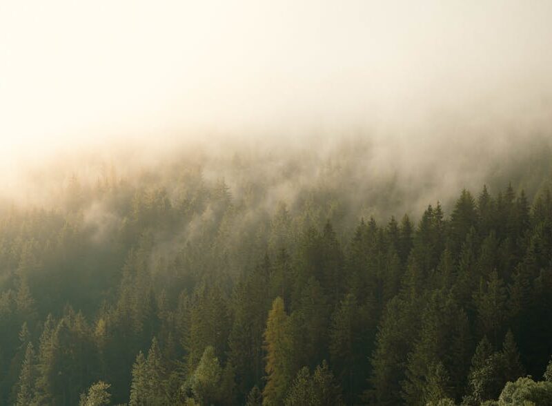 Forest Nature - Serene forest landscape with misty fog envelopin #33828081