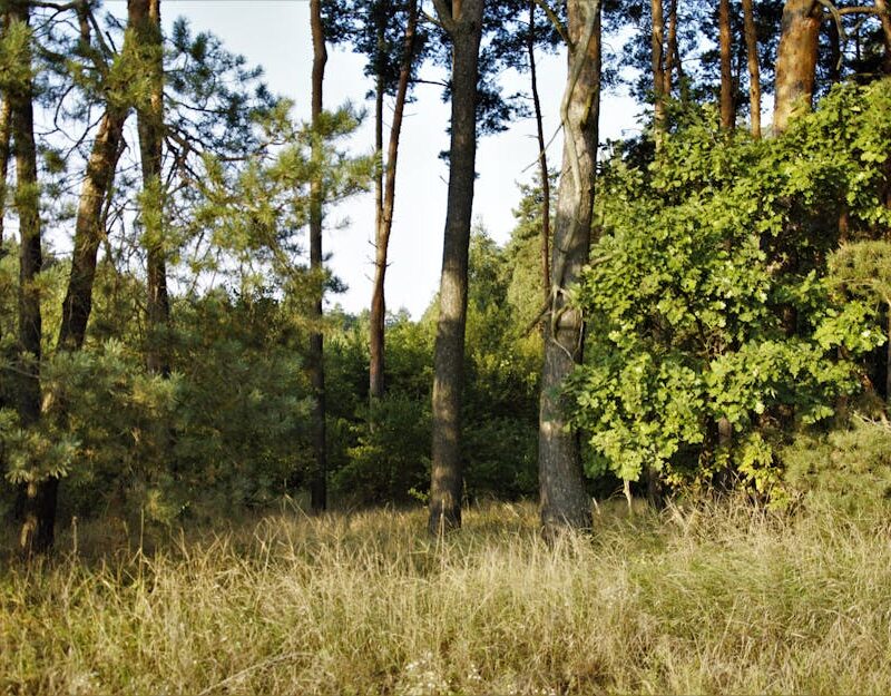 Forest Nature - Serene forest view showcasing tall trees and lus #33863290