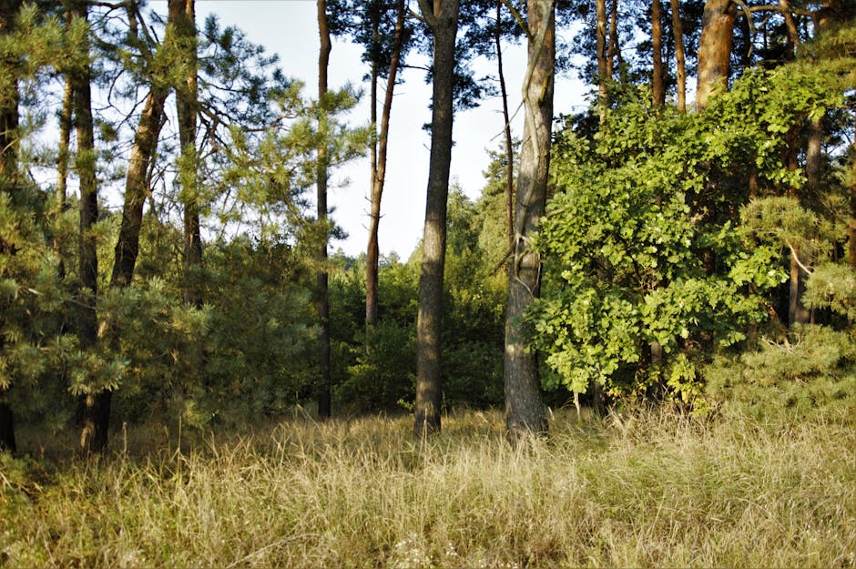 Forest Nature - Serene forest view showcasing tall trees and lus #33863290