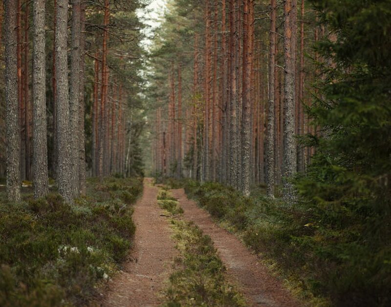 Forest Nature - A tranquil path leading through a dense, lush pi #34104624