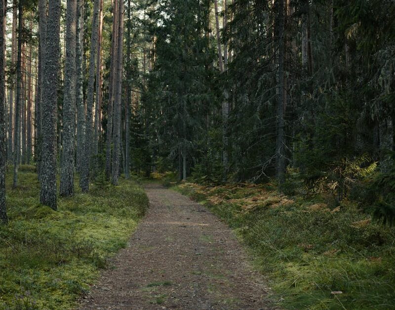Forest Nature - Pathway winding through a serene evergreen fores #34235343