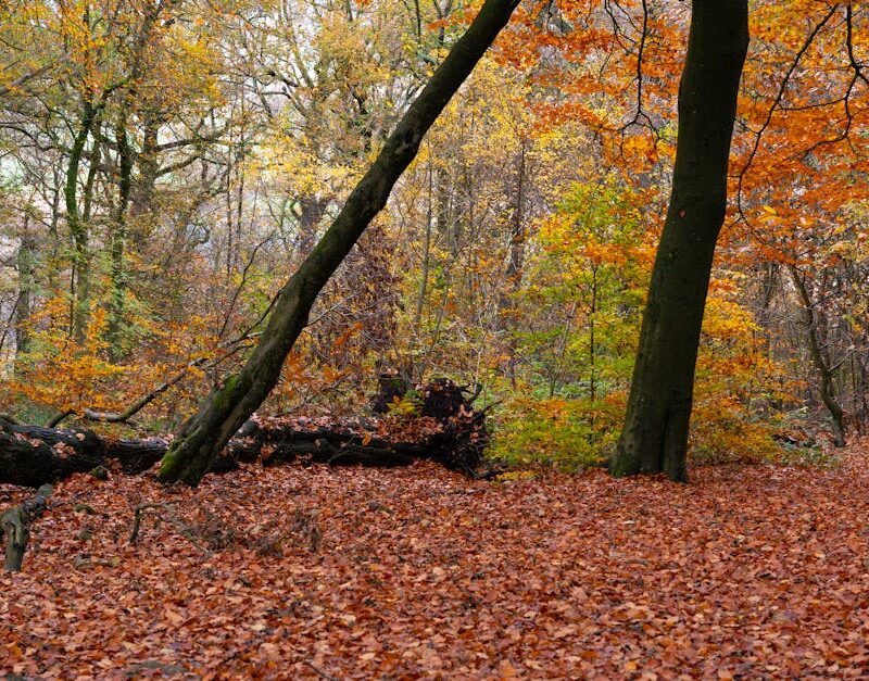 Forest Nature - Captivating autumn forest with vibrant orange an #34652762