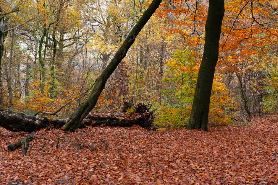 Forest Nature - Captivating autumn forest with vibrant orange an #34652762