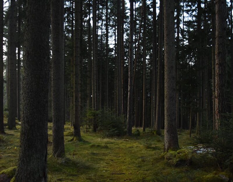 Forest Nature - A peaceful view of a dense forest with tall tree #35088345