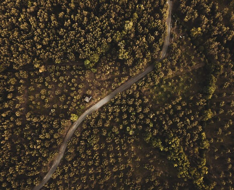 Forest Nature - Stunning aerial view of a dense forest with a wi #36283760