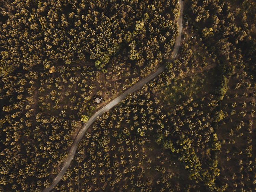 Forest Nature - Stunning aerial view of a dense forest with a wi #36283760