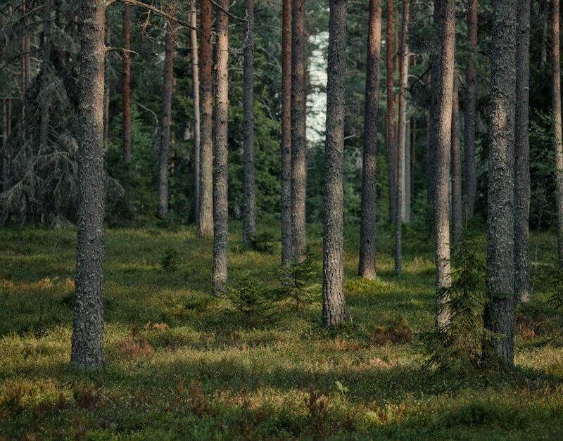 Forest Nature - Peaceful scene of tall pine trees in a lush gree #36533515