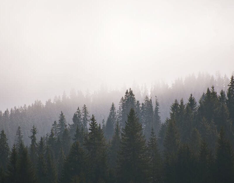 Forest Nature - A serene evergreen forest covered in mist, creat #4155191