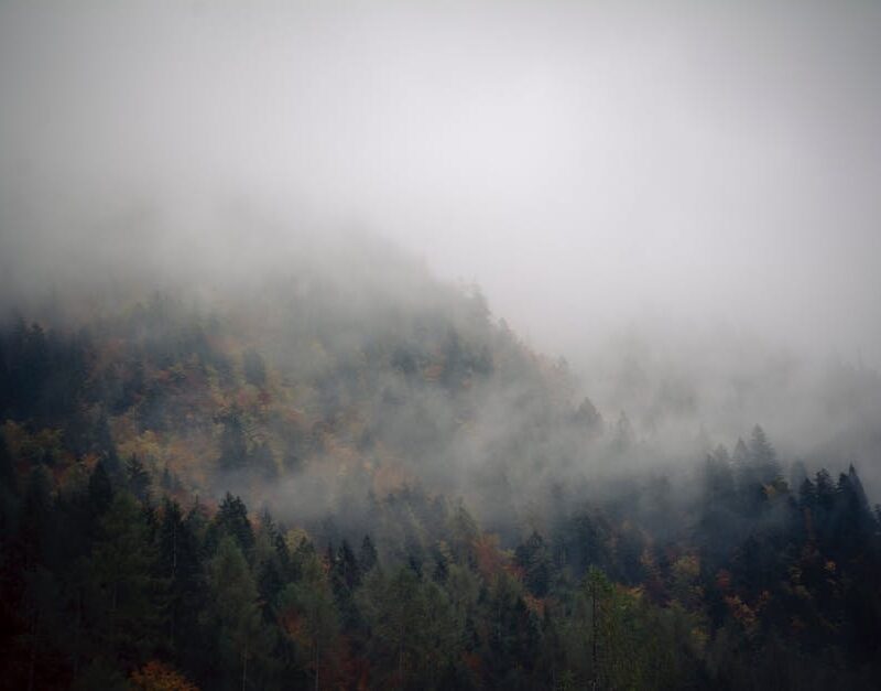 Forest Nature - Serene misty forest in Trentino-Alto Adige, Ital #5415510