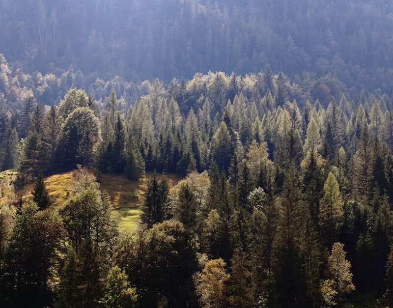 Forest Nature - Lush coniferous forest in Furna, Switzerland, sh #5520784