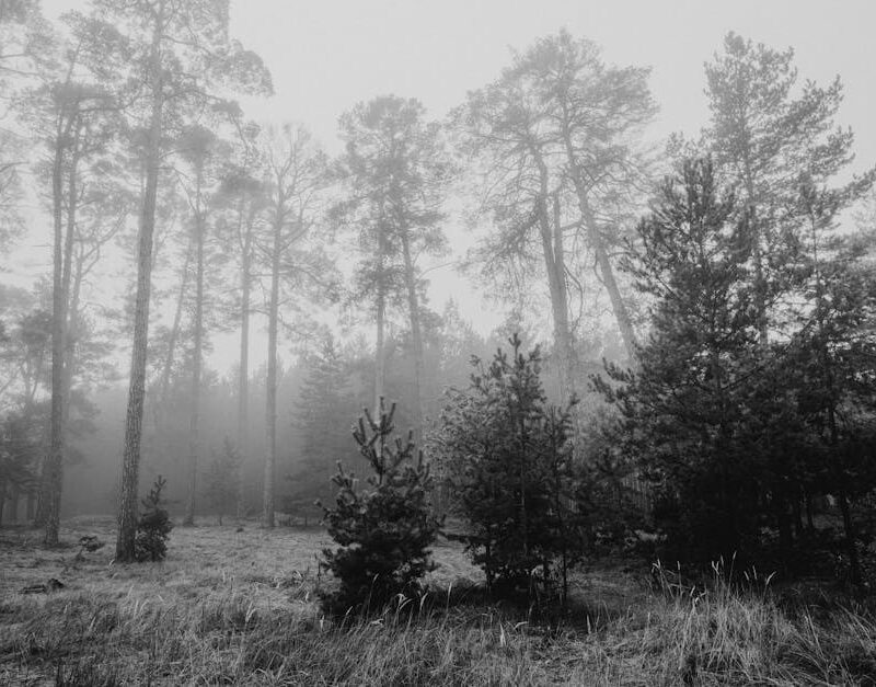Forest Nature - Black and white image of tall trees in a foggy f #5853958