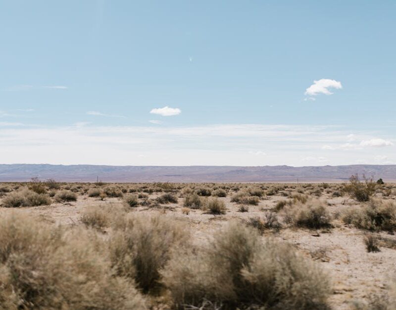 Desert Wilderness - Vast desert landscape with shrubs under a clear  #7894880