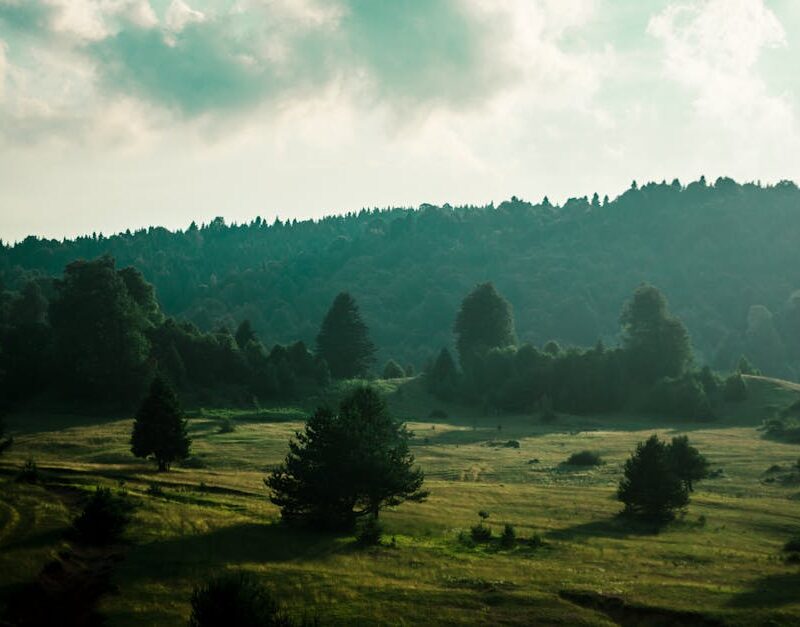 Forest Nature - A serene rural landscape featuring rolling hills #8656804